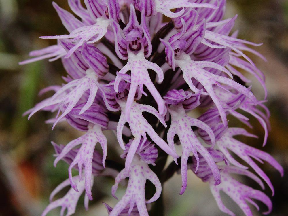 5 Fakta Orchis Italica, Anggrek Unik yang Mirip Pria Tanpa Busana
