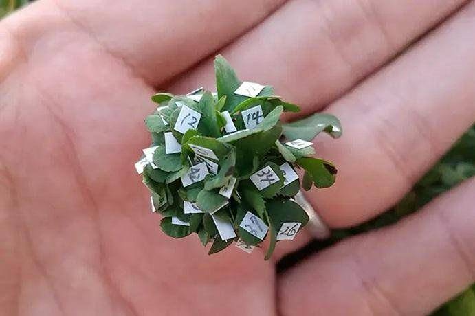 Semanggi berdaun 63 yang ditumbuhkan Yoshiharu (bbc.com/Guinnes World Records)