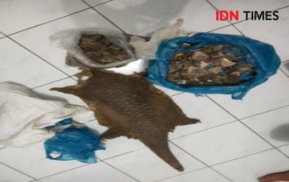 Gakkum KLHK Seret Penjual Sisik Trenggiling di Sumbar ke Meja Hijau