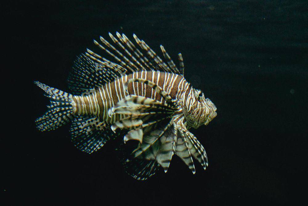 ilustrasi lionfish (pexels.com/Los Muertos Crew)