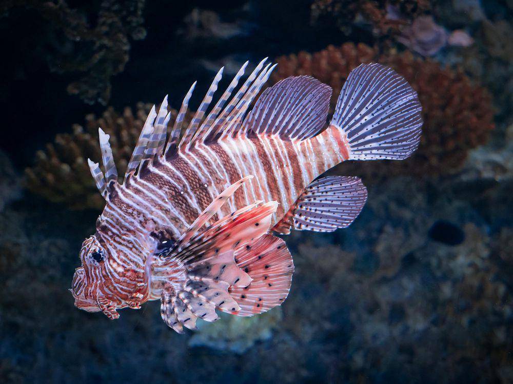 ilustrasi lionfish (pexels.com/William Warby)