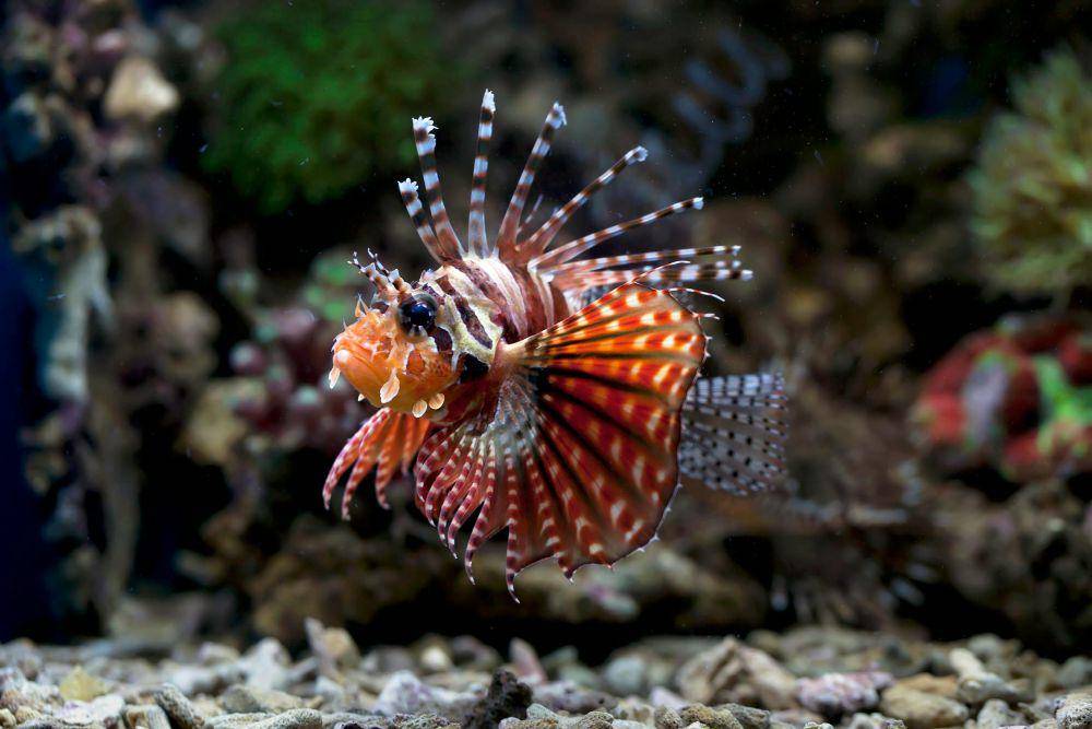 ilustrasi lionfish (pexels.com/Jeffry Surianto)