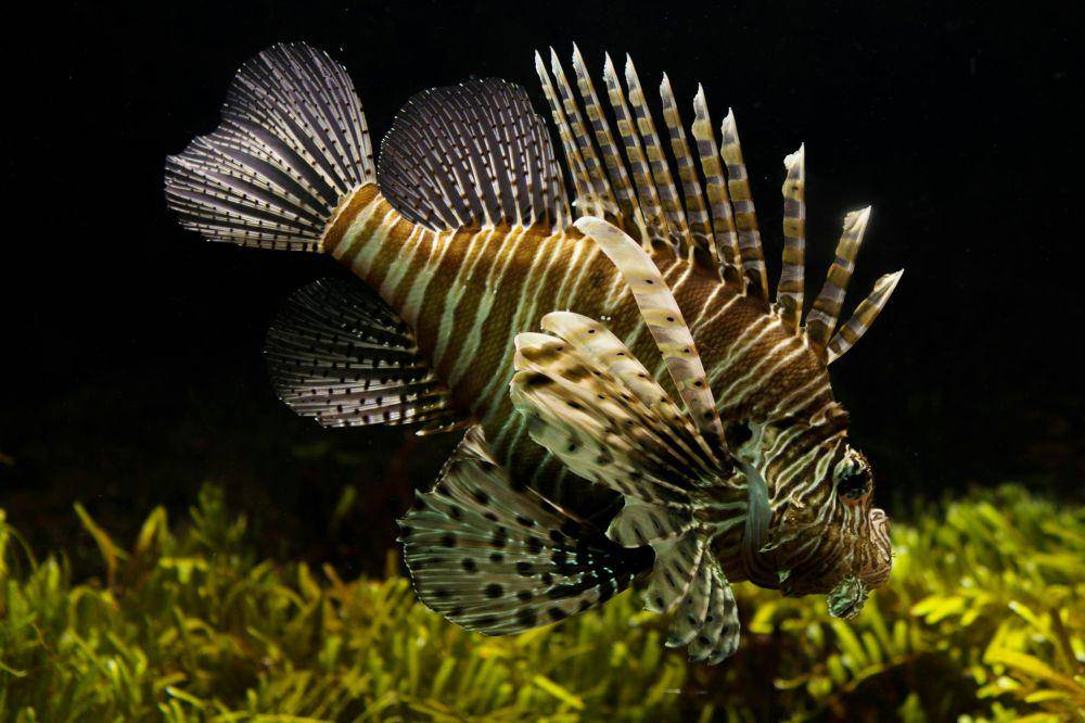 ilustrasi lionfish (pexels.com/Skitterphoto)