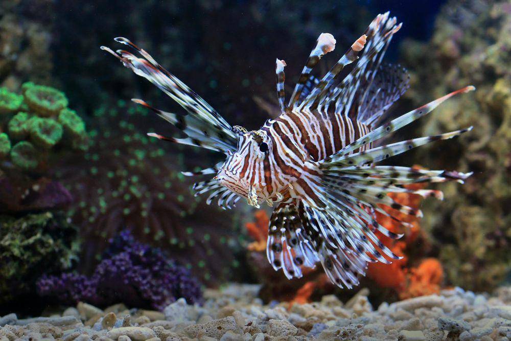 ilustrasi lionfish (pexels.com/Jeffry Surianto)