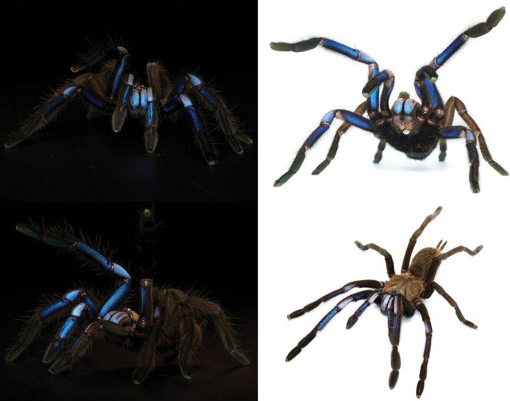 Tarantula biru elektrik (commons.wikimedia.org/Narin Chomphuphuang)