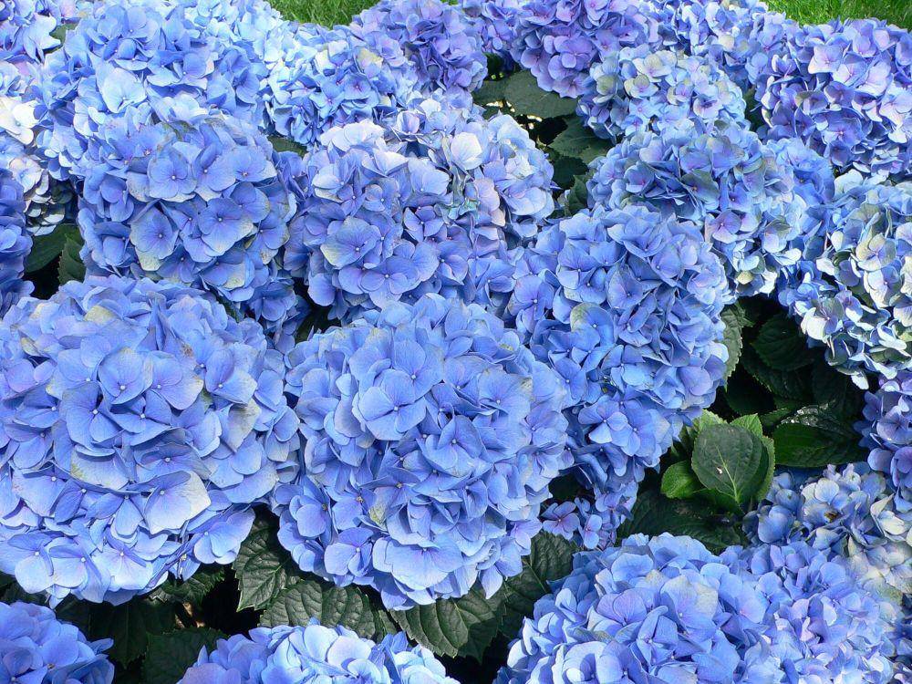 Hydrangea macrophylla (wikimedia.commons.org/Raul654)