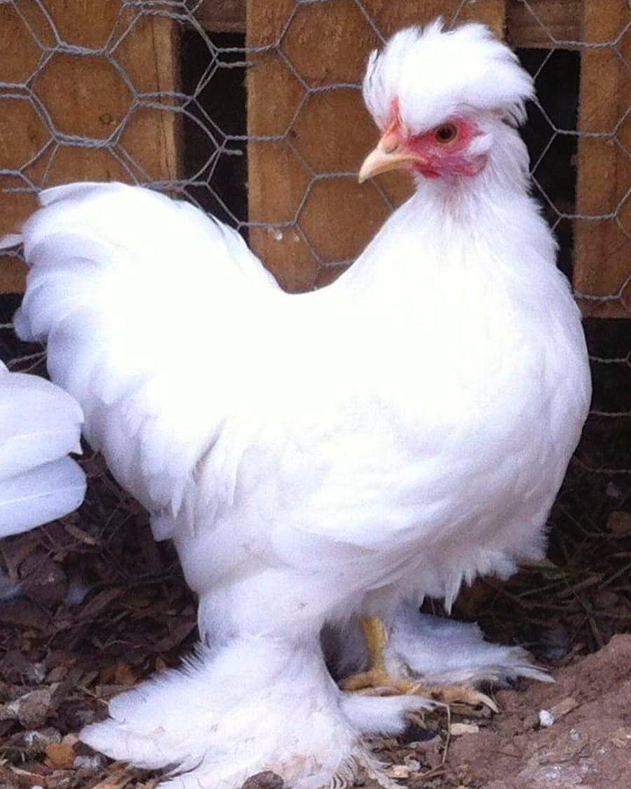 Ayam Burmese Bantam (instagram.com/burmesebantam)