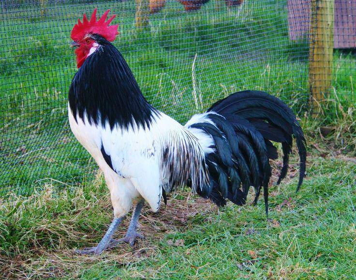 Ayam Lakenvelder (pinterest.com/Alma)