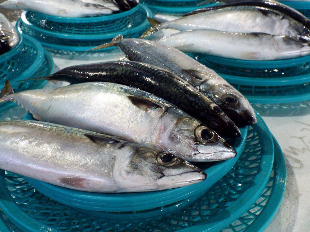 Ilustrasi ikan tongkol (pixabay.com/ shulawaining )