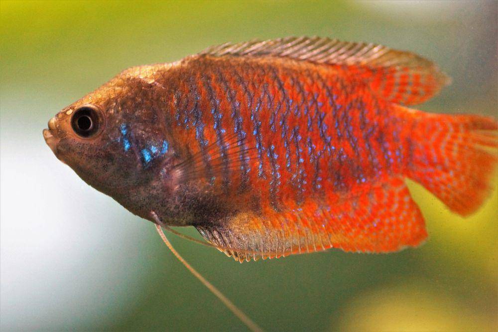 ikan Gurami Kerdil (pixabay.com/ivabalk)