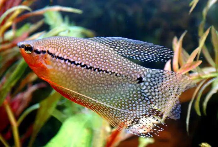 Mengenal 5 Jenis Ikan Gurami Hias yang Paling Umum Dipelihara