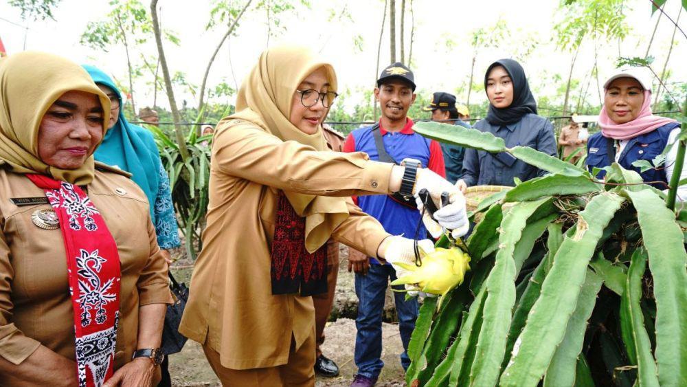 Diburu Banyak Orang, Petani Banyuwangi Kembangkan Buah Naga Kuning