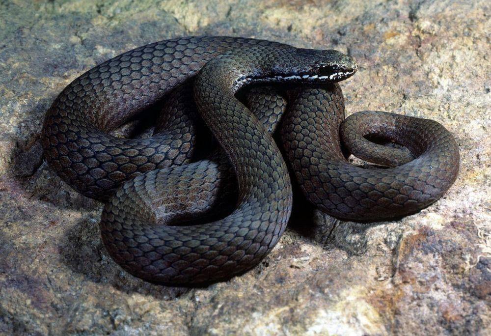 Ular white-lipped (commons.wikimedia.org/John Wombey)