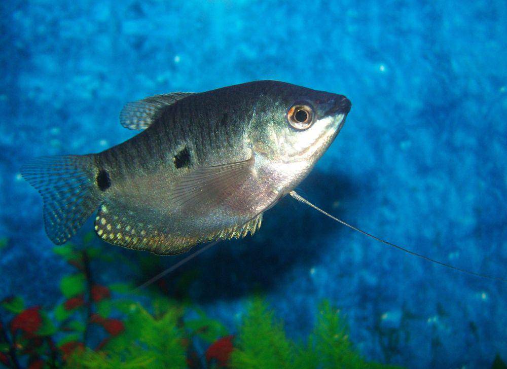 ikan gurami biru betina atau tiga bintik (commons.wikimedia.org/Pengamat Ikan Gurami)