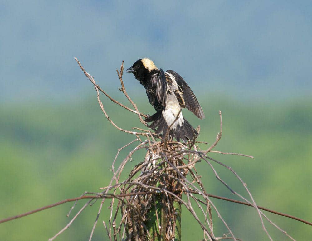 Bobolink (commons.m.wikimedia.org/Andrew Weitzel)