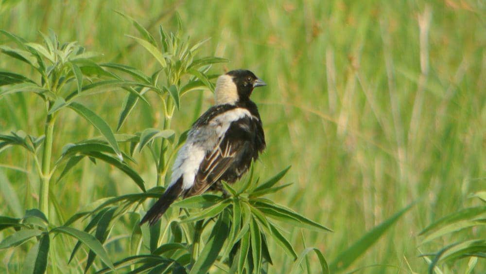 Bobolink (commons.m.wikimedia.org/Andy Reago and Chrissy McClarren)
