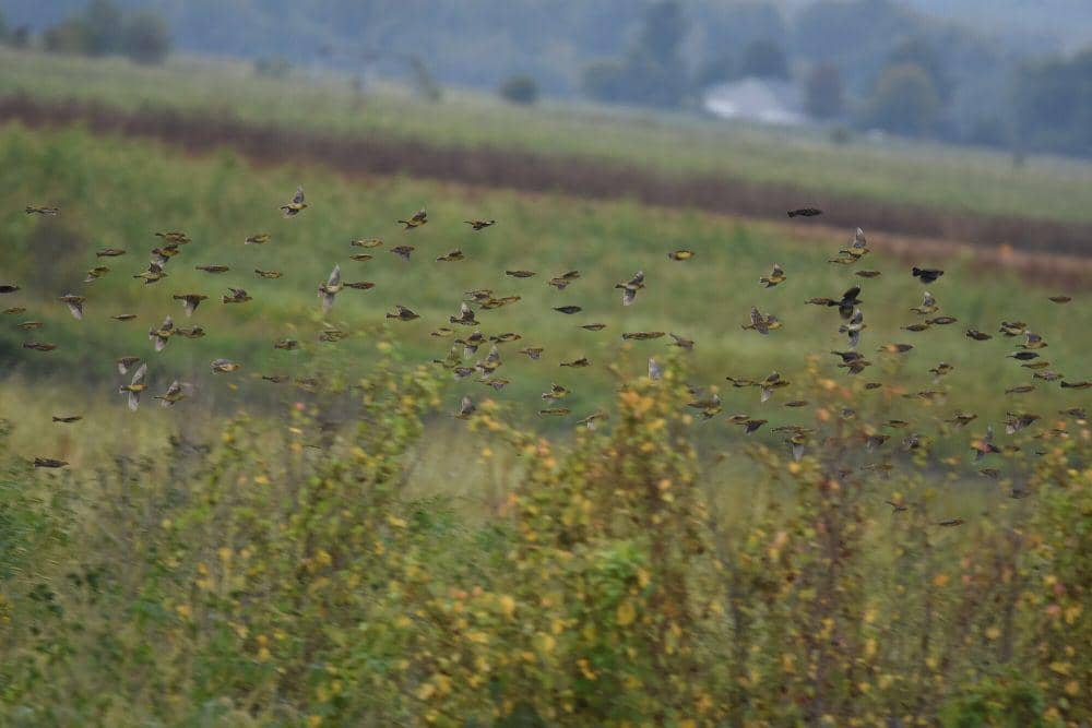Bobolink (commons.m.wikimedia.org/Wildreturn)