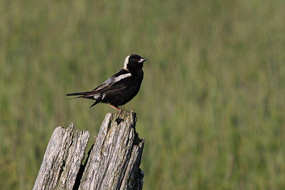 Bobolink (commons.m.wikimedia.org/Cephas)