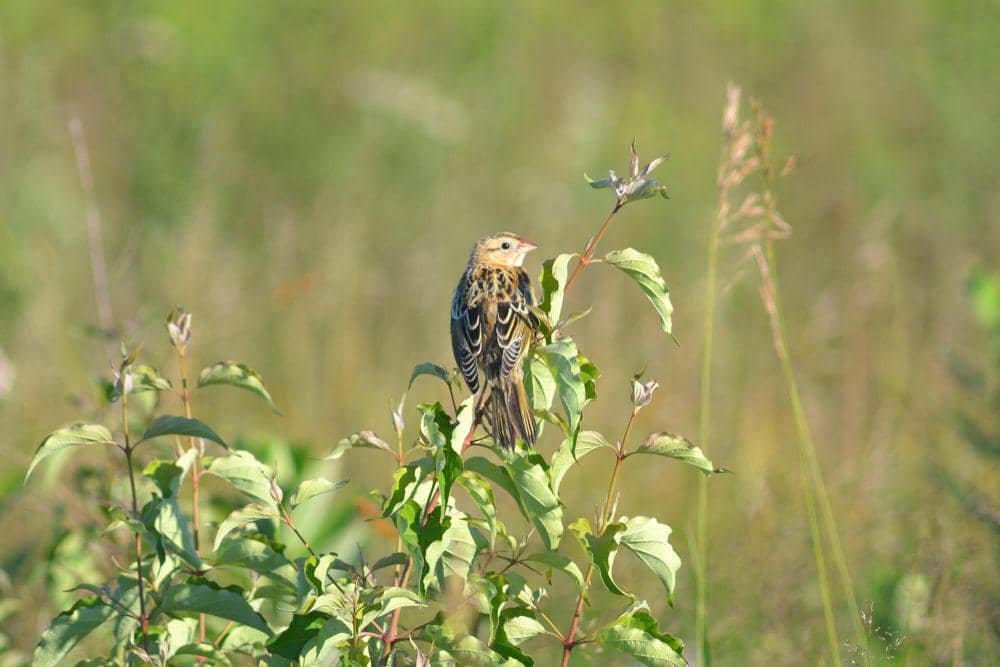 Bobolink (commons.m.wikimedia.org/Andrew C)
