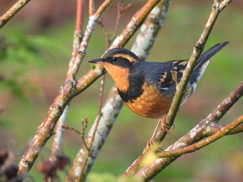 Fakta Menarik Varied Thrush, Jantan Lebih Agresif saat Kawin | IDN Times