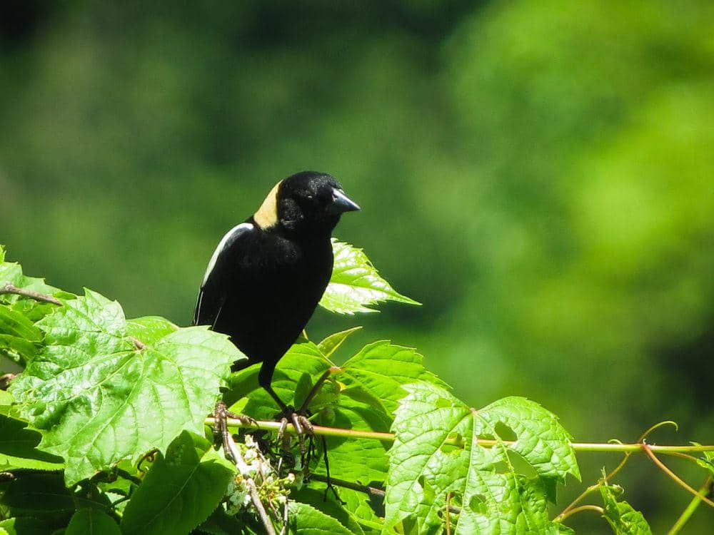 Bobolink (pixabay.com/Jason King)