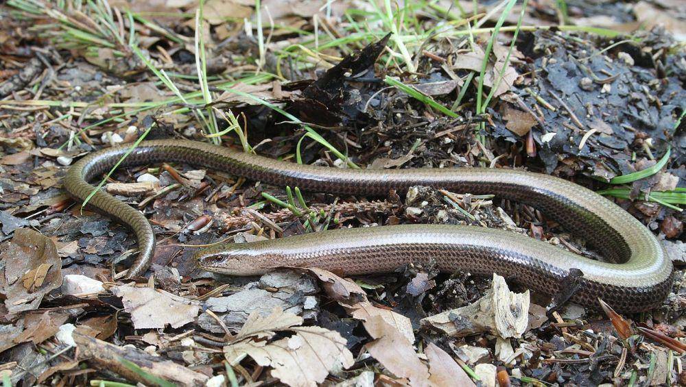 Slow worm (commons.wikimedia.org/Holger Krisp)