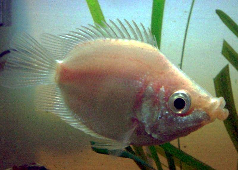 Ikan gurami ciuman Kissfish (commons.wikimedia.org/Matthew1968)