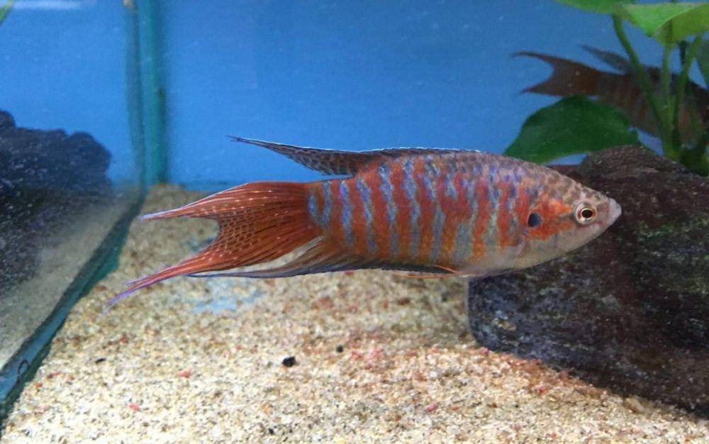 ikan surga Macropudus opercularis (fishkeeper.co.uk)