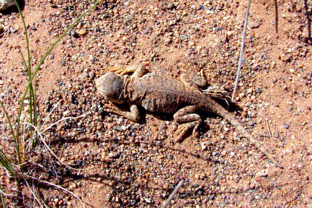 Phrynocephalus vlangalii (commons.wikimedia.org/Dao Nguyen and James Hardcastle)