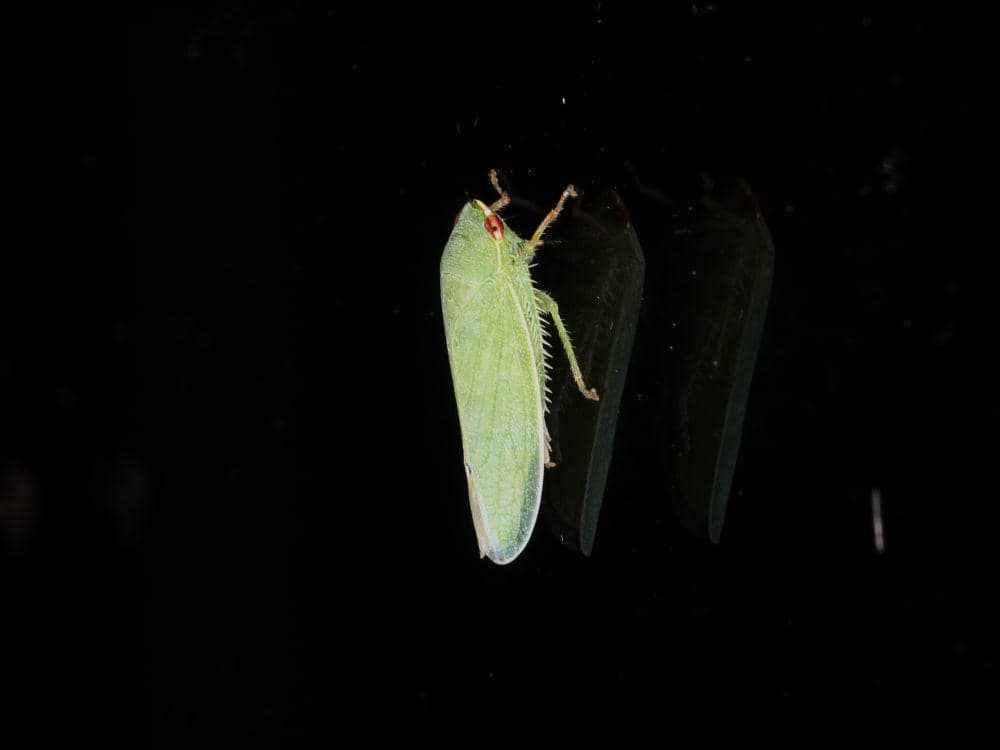 Wereng (commons.wikimedia.org/Donald Hobern)