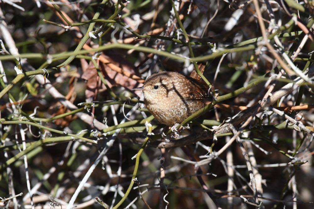 Winter wren (commons.m.wikimedia.org/Iwolfartist)