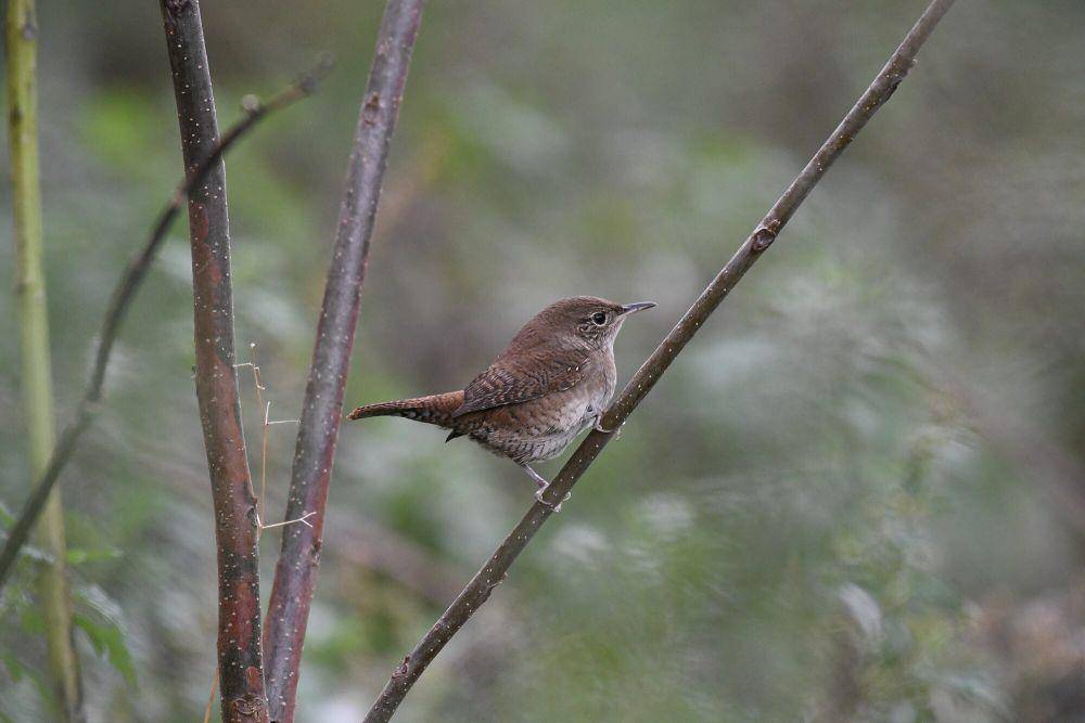 Winter wren (commons.m.wikimedia.org/Iwolfartist)
