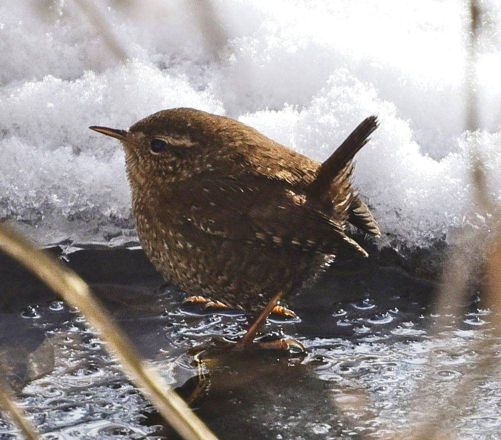 Winter wren (commons.m.wikimedia.org/Mykla Swarnyk)