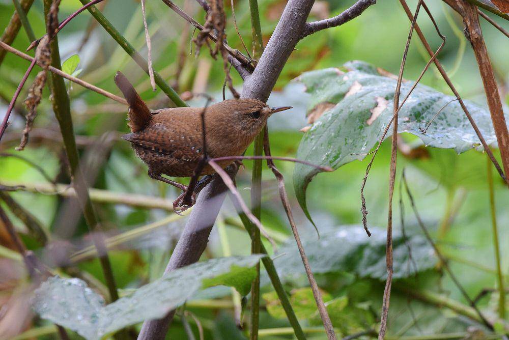 Winter wren (commons.m.wikimedia.org/Andy Reago and Chrissy McClarren)