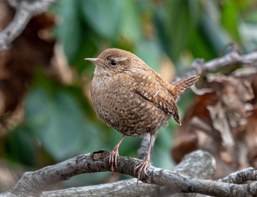 Winter wren (commons.m.wikimedia.org/Rhododendrites)