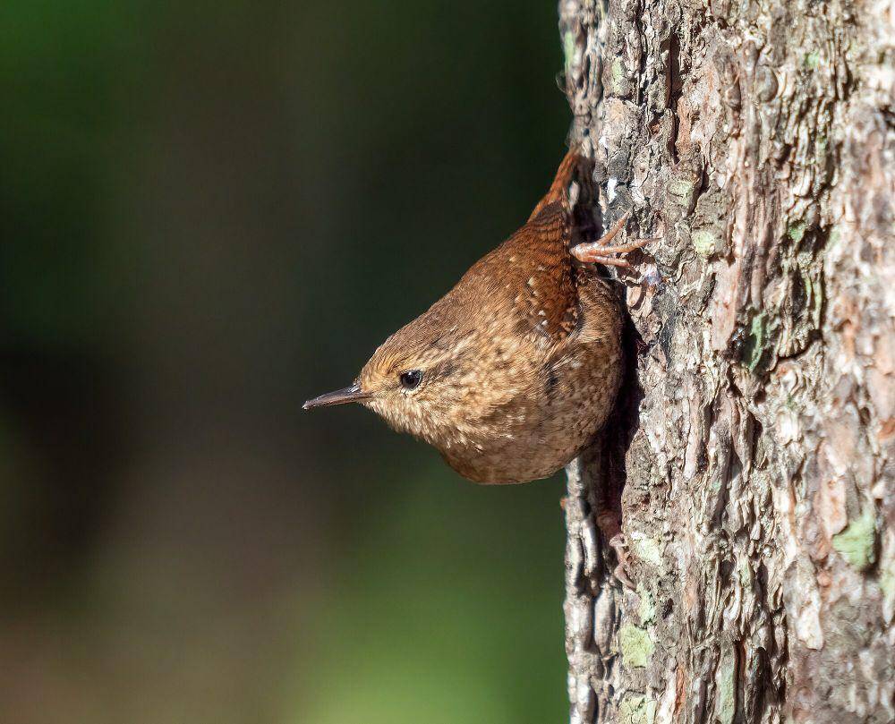Winter wren (commons.m.wikimedia.org/Rhododendrites)