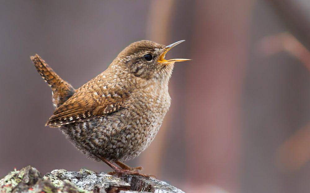 Winter wren (commons.m.wikimedia.org/Fyn Kynd)