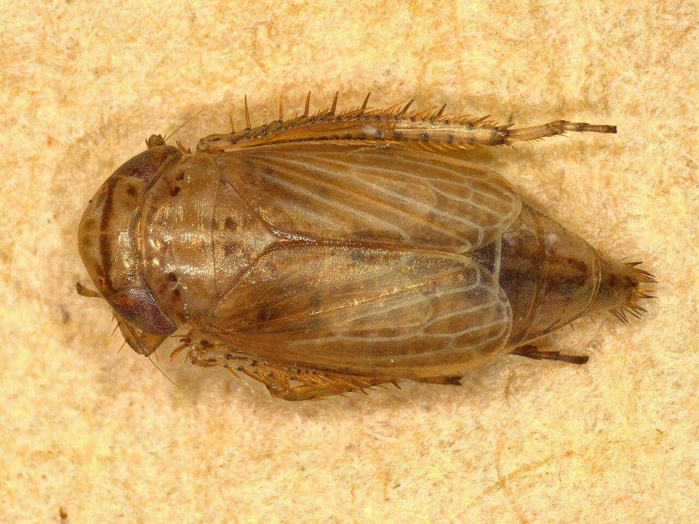 Wereng (commons.wikimedia.org/Donald Hobern)