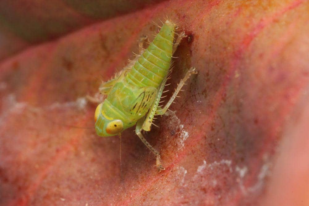 Wereng (commons.wikimedia.org/Jacky Collier00)