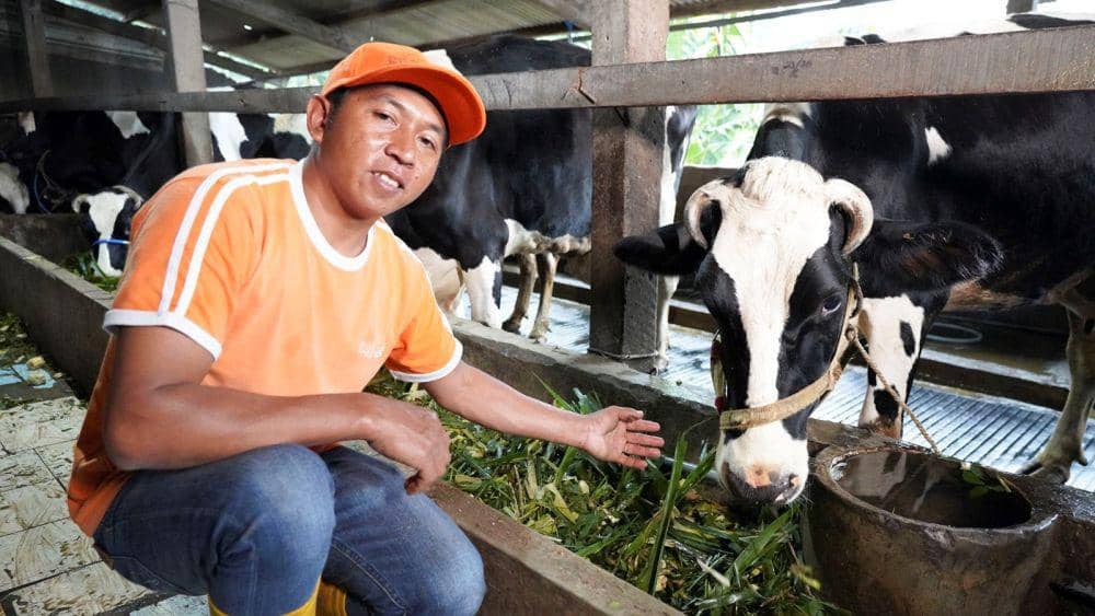 Nestlé berkolaborasi dengan peternak-peternak sapi di Jawa Timur untuk meningkatkan komoditas susu sapi perah. (Dok/Istimewa)