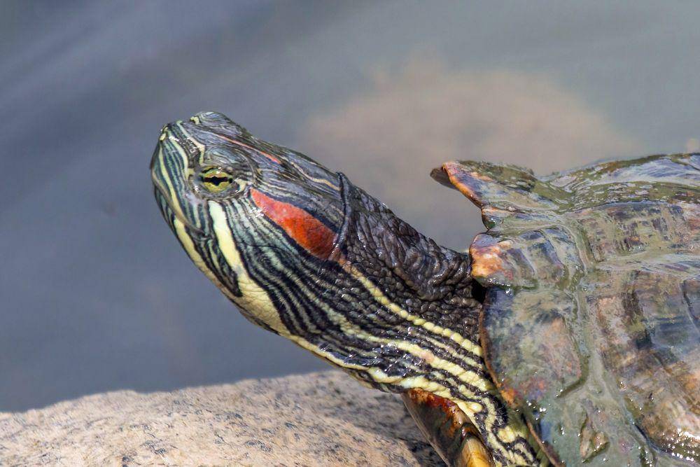 Red-eared slider (commons.m.wikimedia.org/Charles J. Sharp)