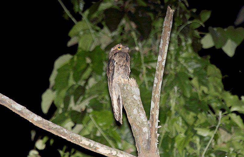 Proporsi mata dari potoo terbilang cukup besar untuk kepalanya yang kecil. (commons.wikimedia.org/Dominic Sherony)
