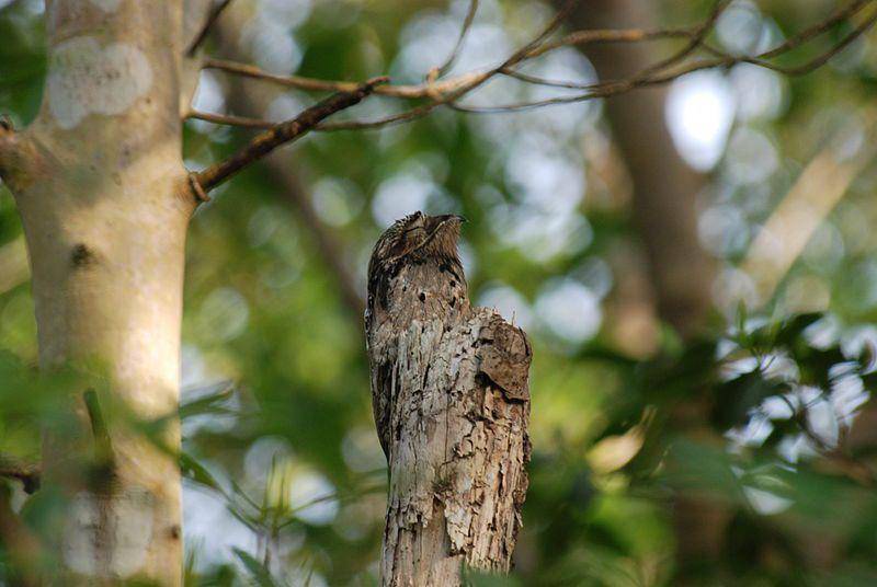 Bisa tebak di mana keberadaan potoo pada gambar ini? (commons.wikimedia.org/The Lilac Breasted Roller)