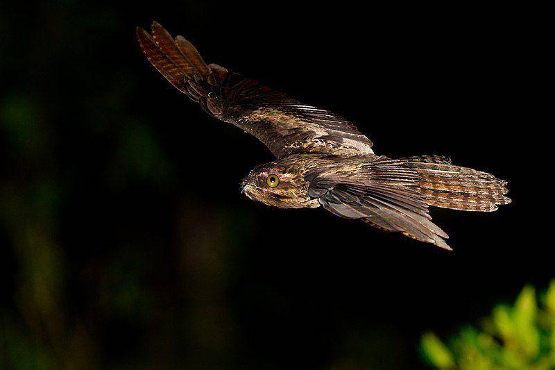 potret potoo yang sedang terbang pada malam hari (commons.wikimedia.org/Alexandre Toda Faitarone)