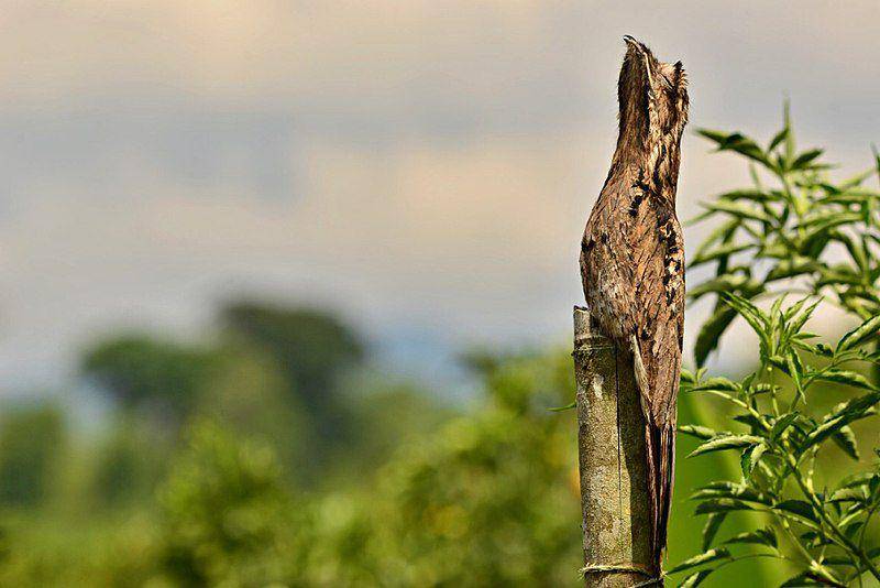 Potoo punya berbagai nama yang biasanya berasal dari cara mereka berkomunikasi. (commons.wikimedia.org/Alejandro Bayer Tamayo)