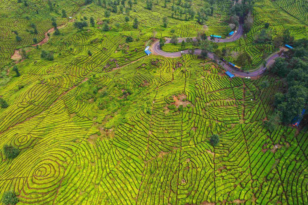 potret Perkebunan Teh Rancabali (google.com/maps/Perkebunan Teh Rancabali)