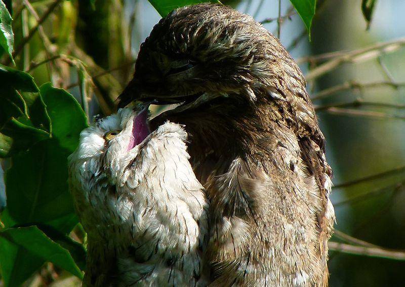 potret seekor induk potoo yang sedang memberi makan anaknya (commons.wikimedia.org/julian londono)
