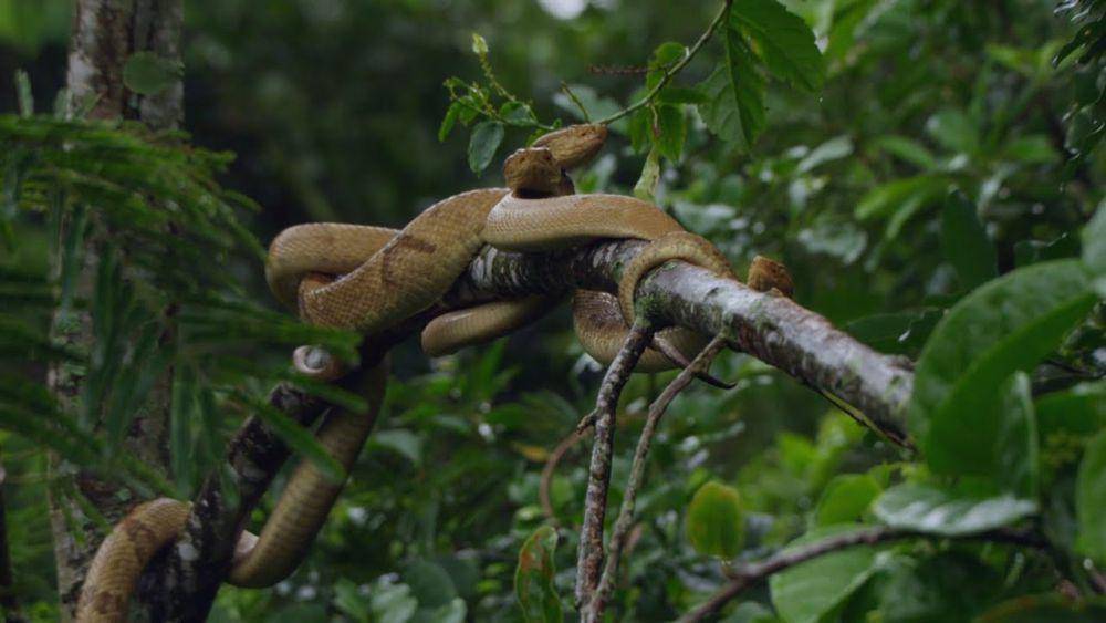 Ular di Pulau Ular (cobras.org)