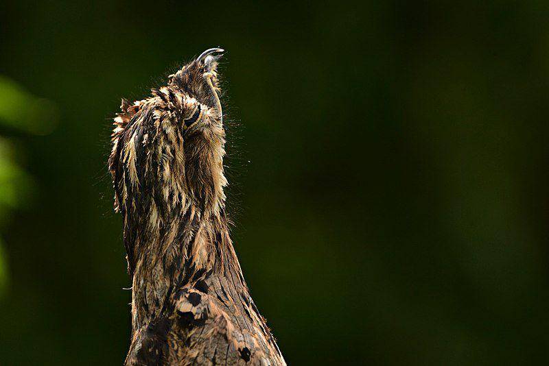 potret kepala dari potoo yang sedang berdiam diri (commons.wikimedia.org/Alejandro Bayer Tamayo)