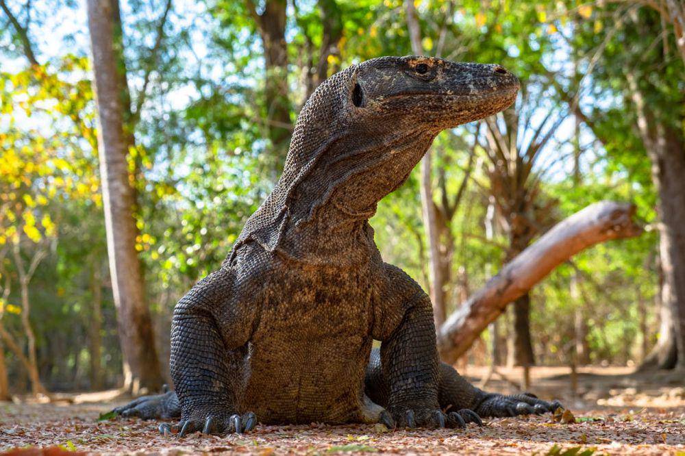 ilustrasi hewan komodo (pexels.com/Dimitri Dim)